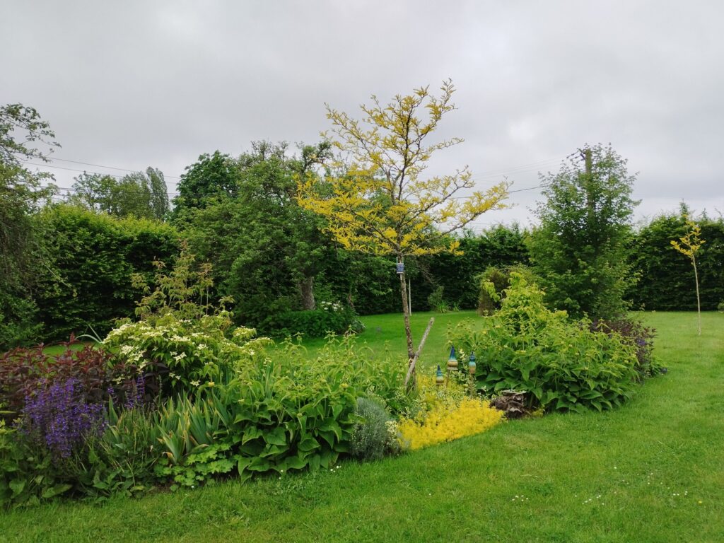 IMG_20240602_094657 le jardin autour de l'atelier, massif et arbustes